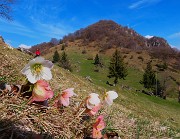 47 Helleborus niger (Ellebori) con vista sulla cima del Monte Zucco